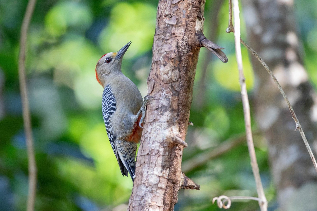 Yucatan Woodpecker - ML395358671