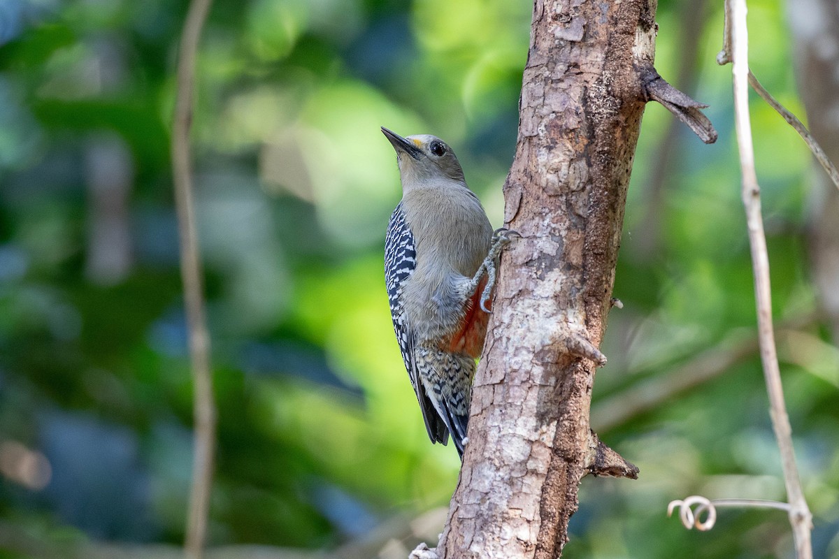 Yucatan Woodpecker - ML395358681