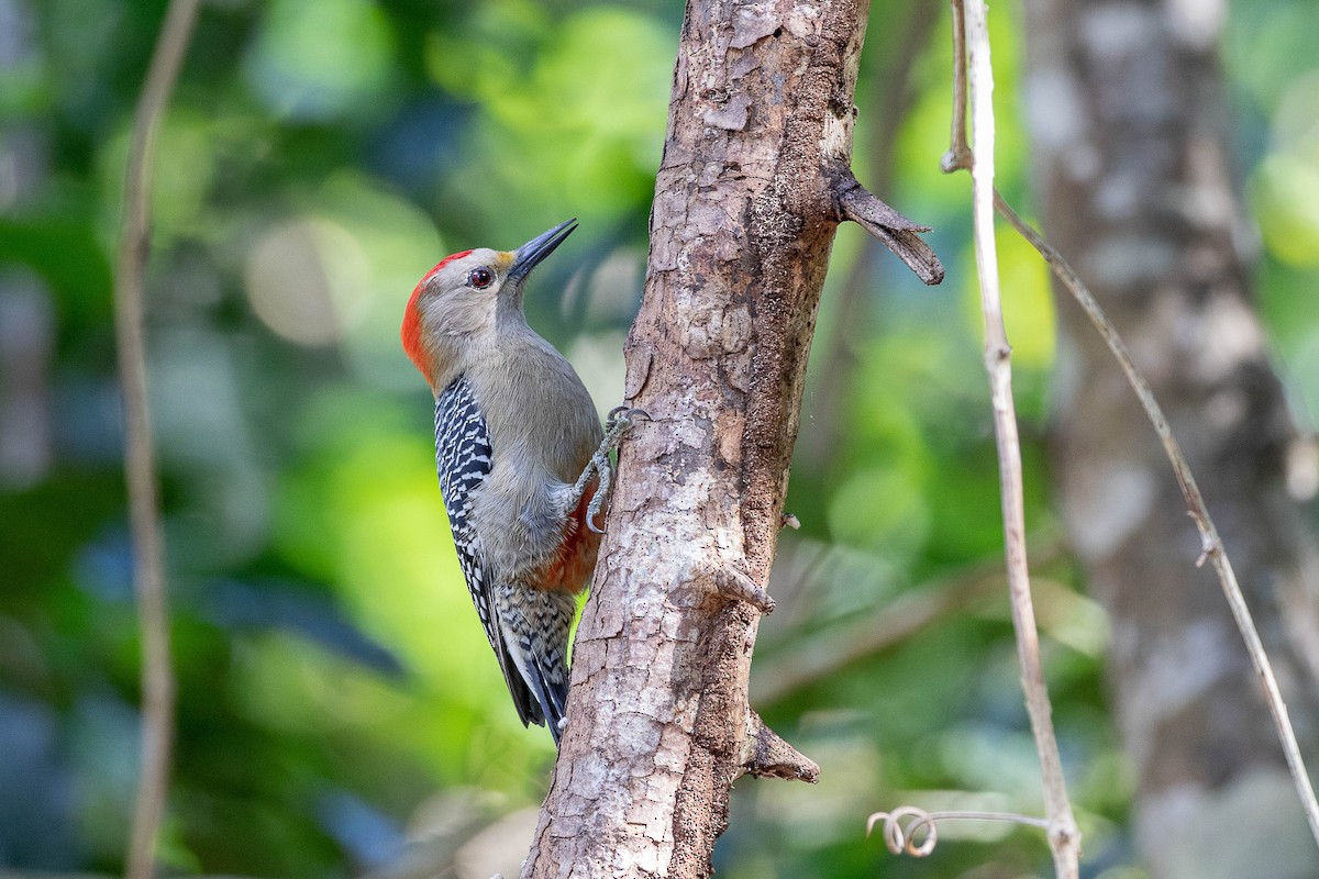 Yucatan Woodpecker - ML395358691