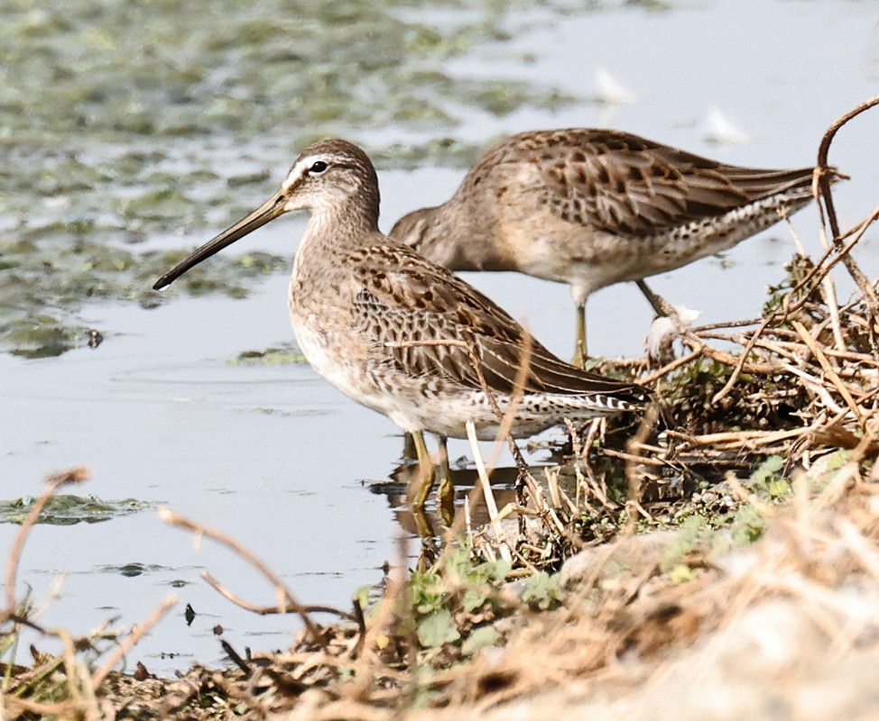 Long-billed Dowitcher - ML395360081