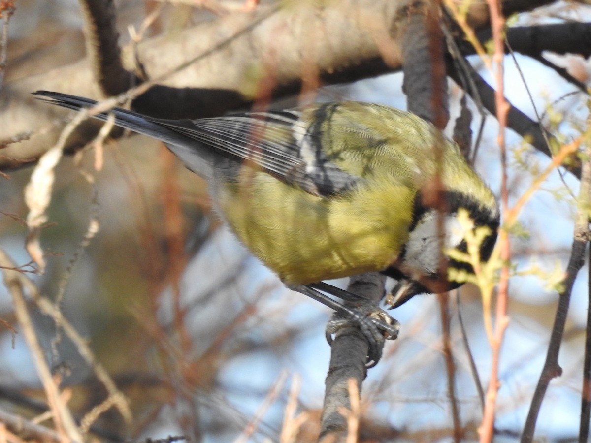 Great Tit - ML395360101