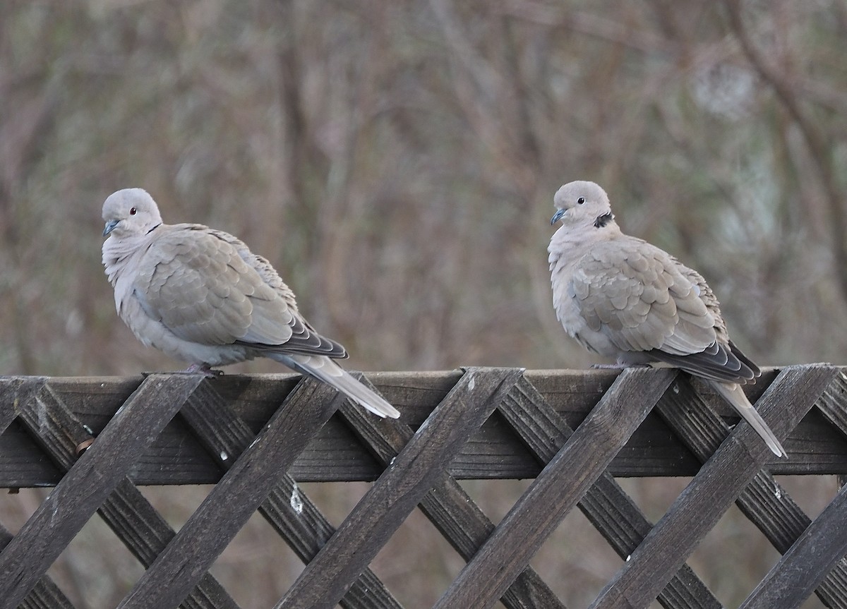 Eurasian Collared-Dove - ML395362921