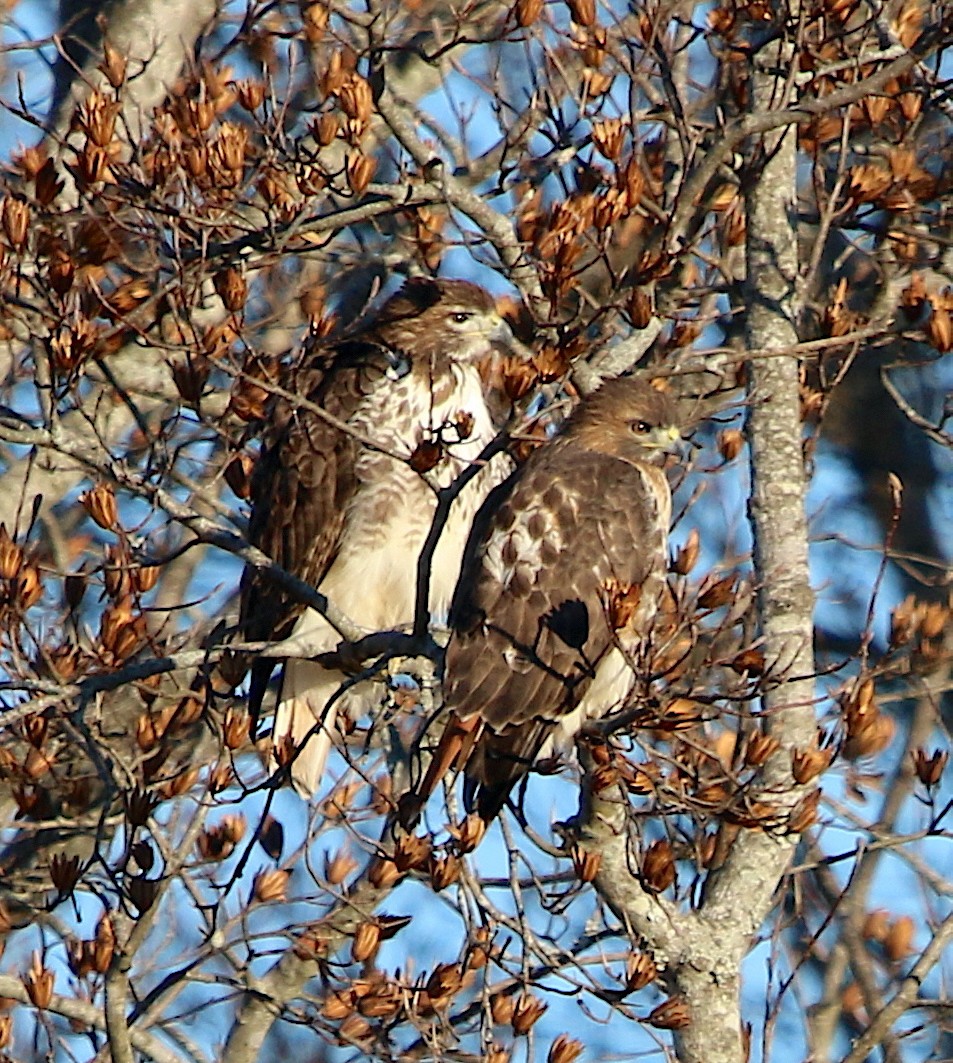 Red-tailed Hawk - ML395364661