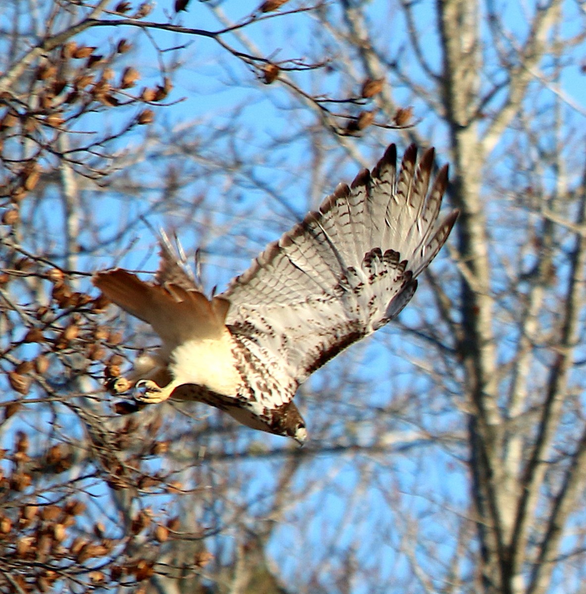 Red-tailed Hawk - ML395364691