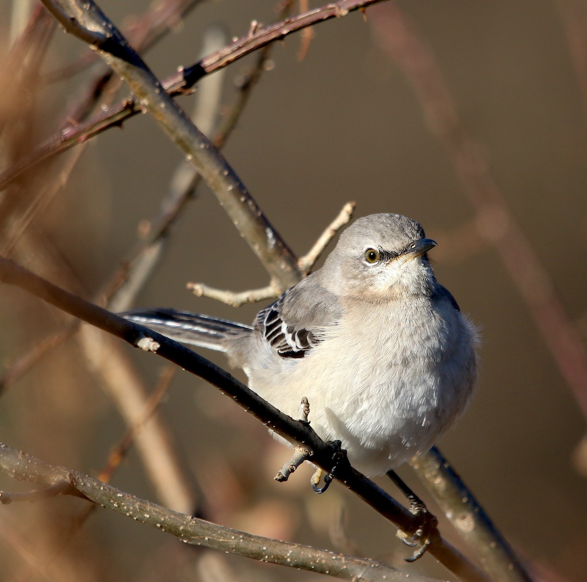 Northern Mockingbird - ML395364801
