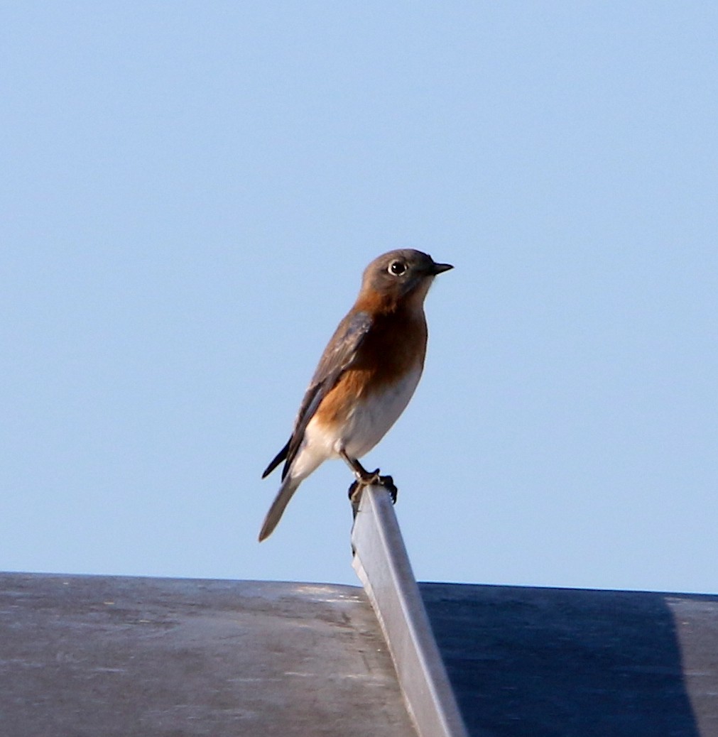 Eastern Bluebird - ML395364821