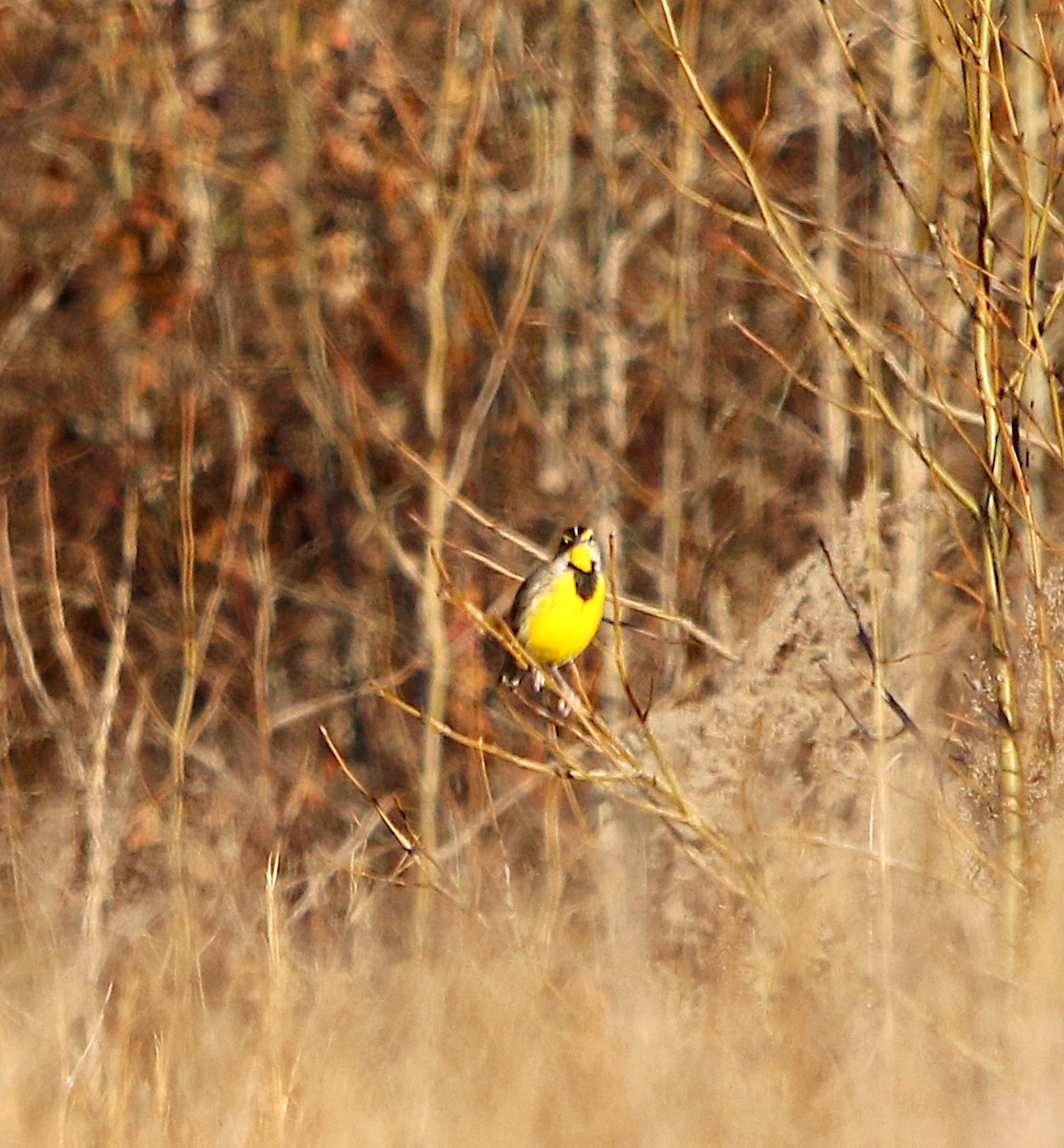 Eastern Meadowlark - ML395365011