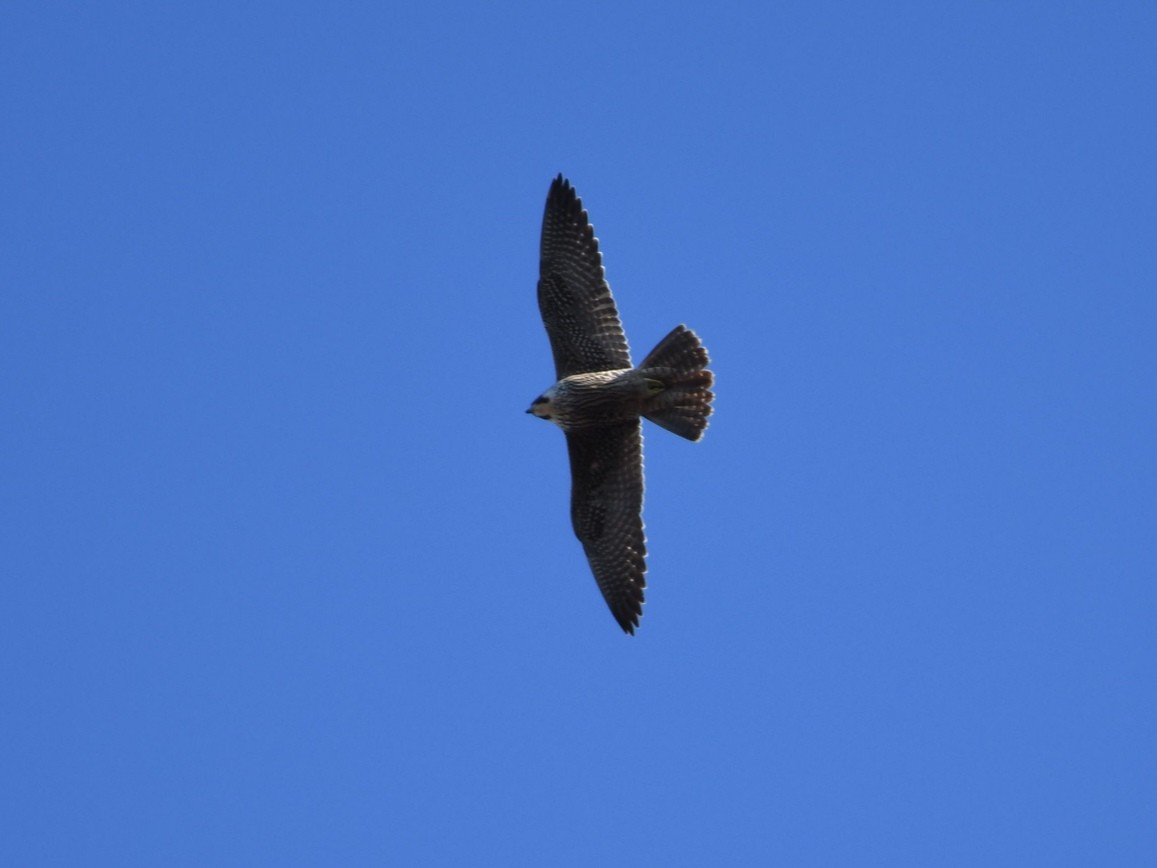 Peregrine Falcon - ML395365851