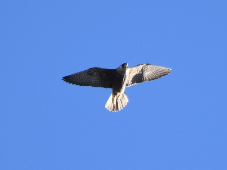 Peregrine Falcon - ML395365861