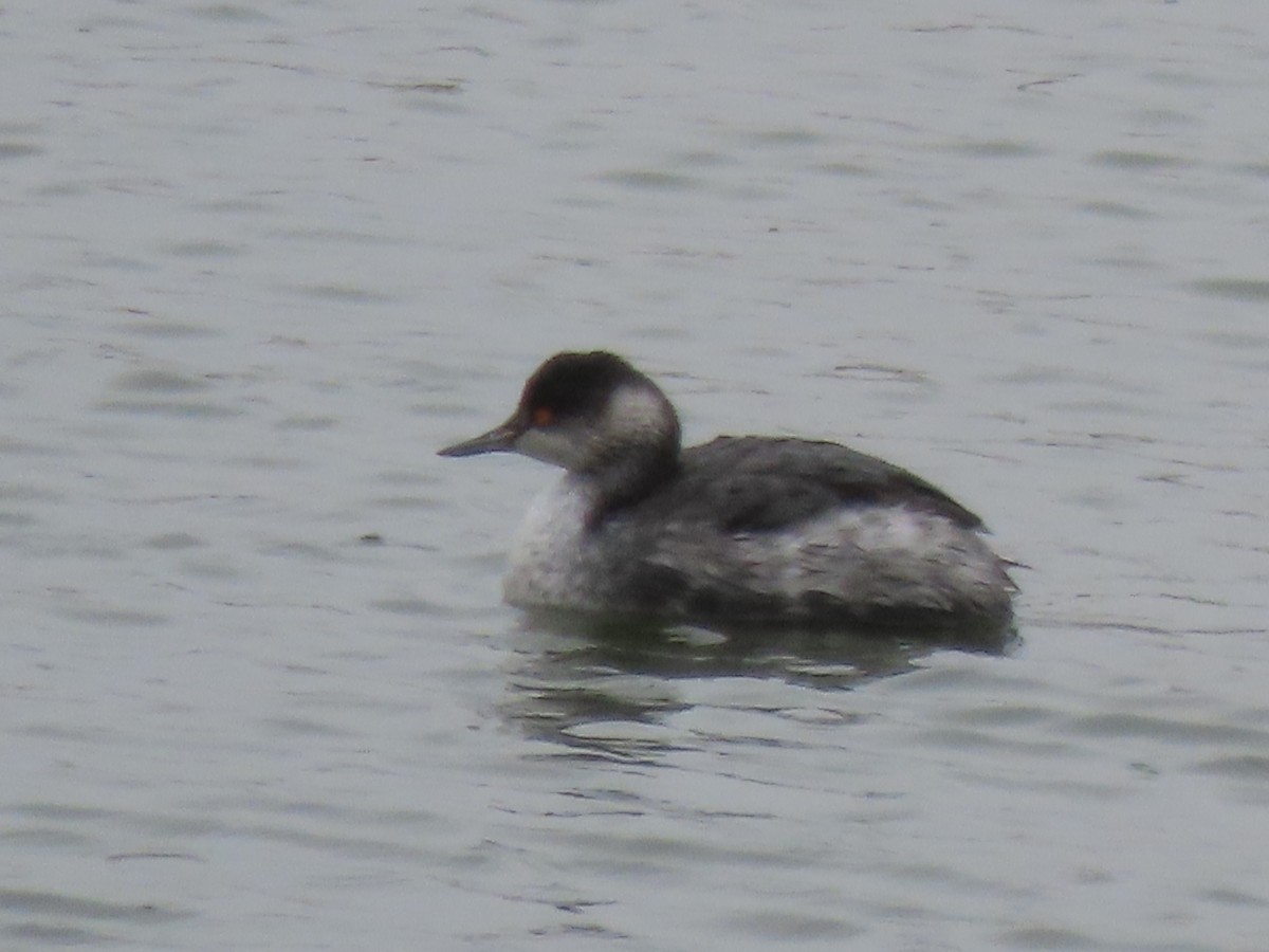 Eared Grebe - ML395368031