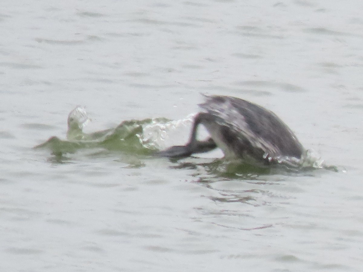 Eared Grebe - ML395368041