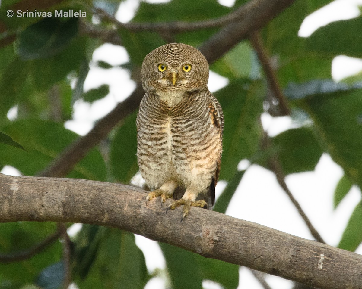 Jungle Owlet - Srinivas Mallela