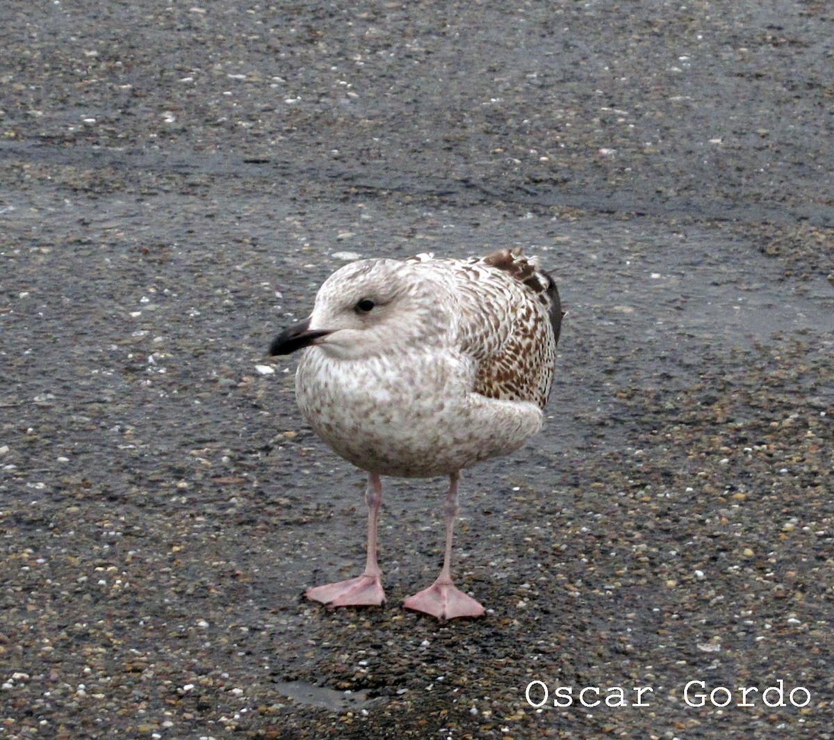 Herring Gull - Oscar Gordo