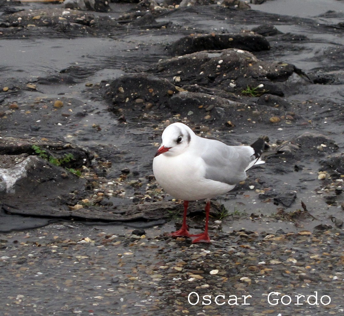 Black-headed Gull - Oscar Gordo