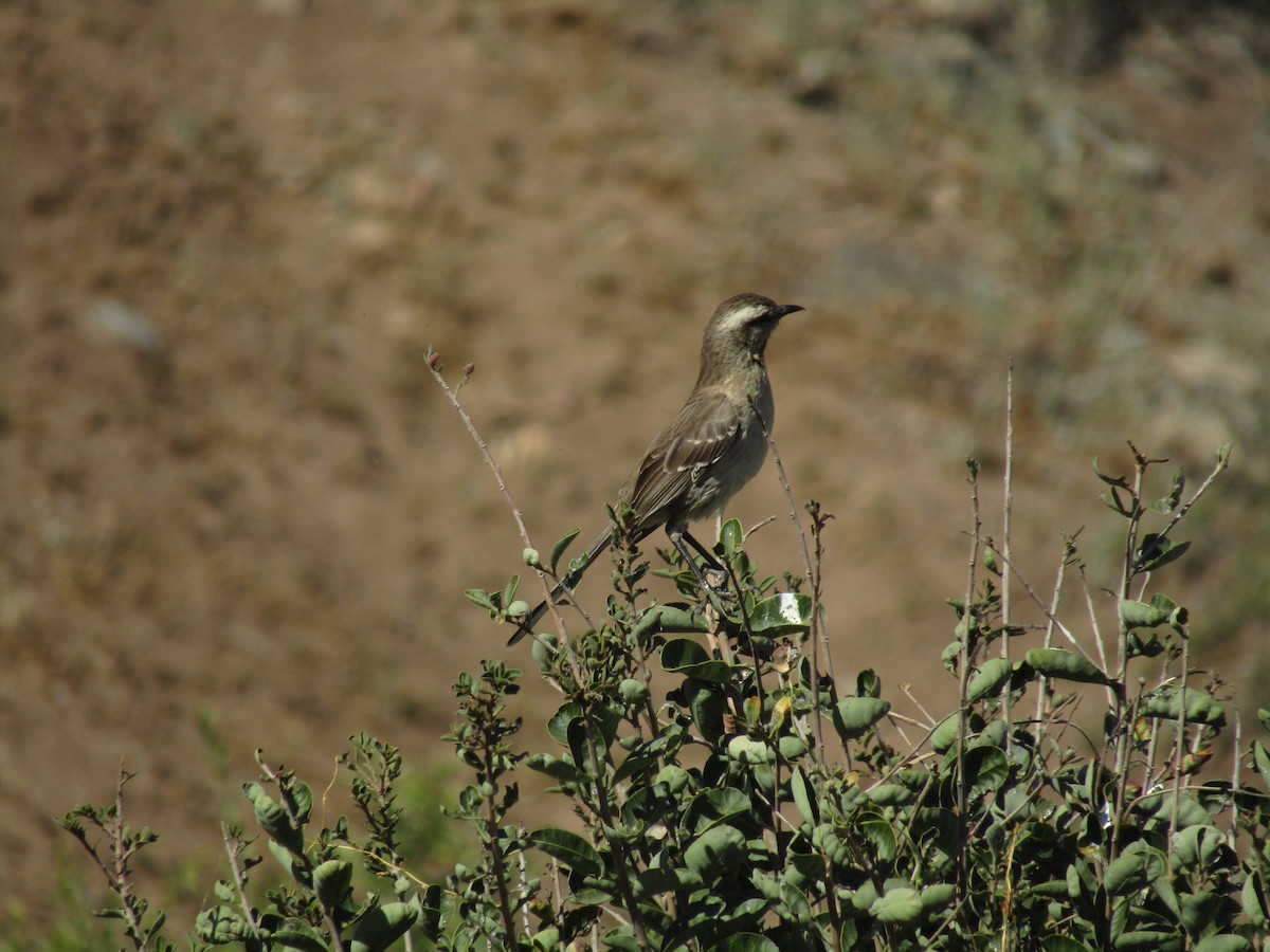 Chilean Mockingbird - ML395371881