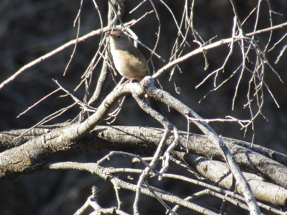 House Wren - ML395371971