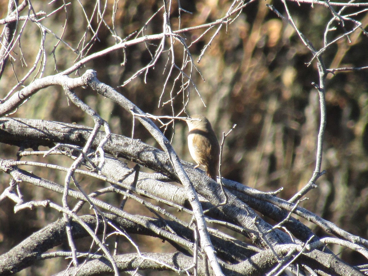 House Wren - ML395372001