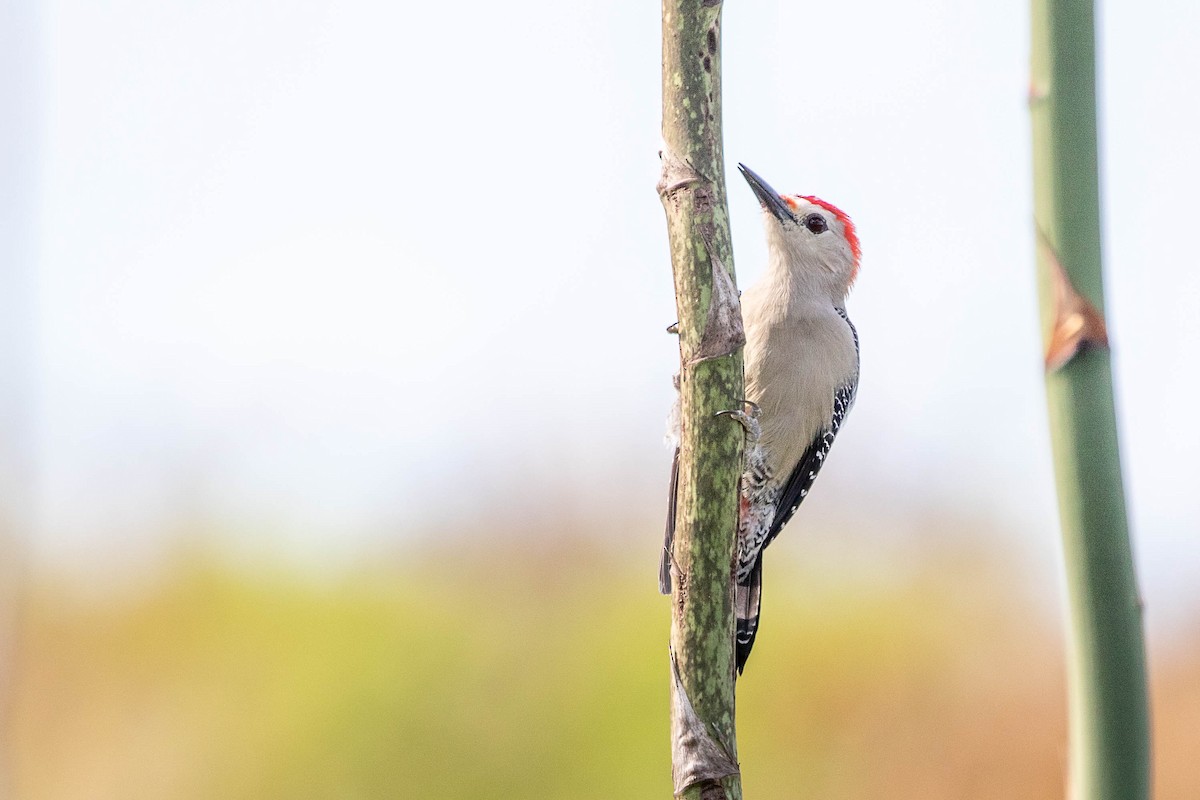 Golden-fronted Woodpecker (Velasquez's) - ML395373961