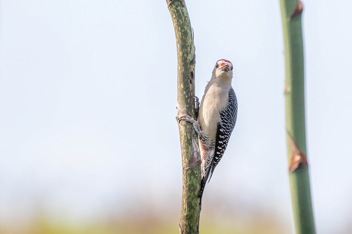 Golden-fronted Woodpecker (Velasquez's) - ML395374001