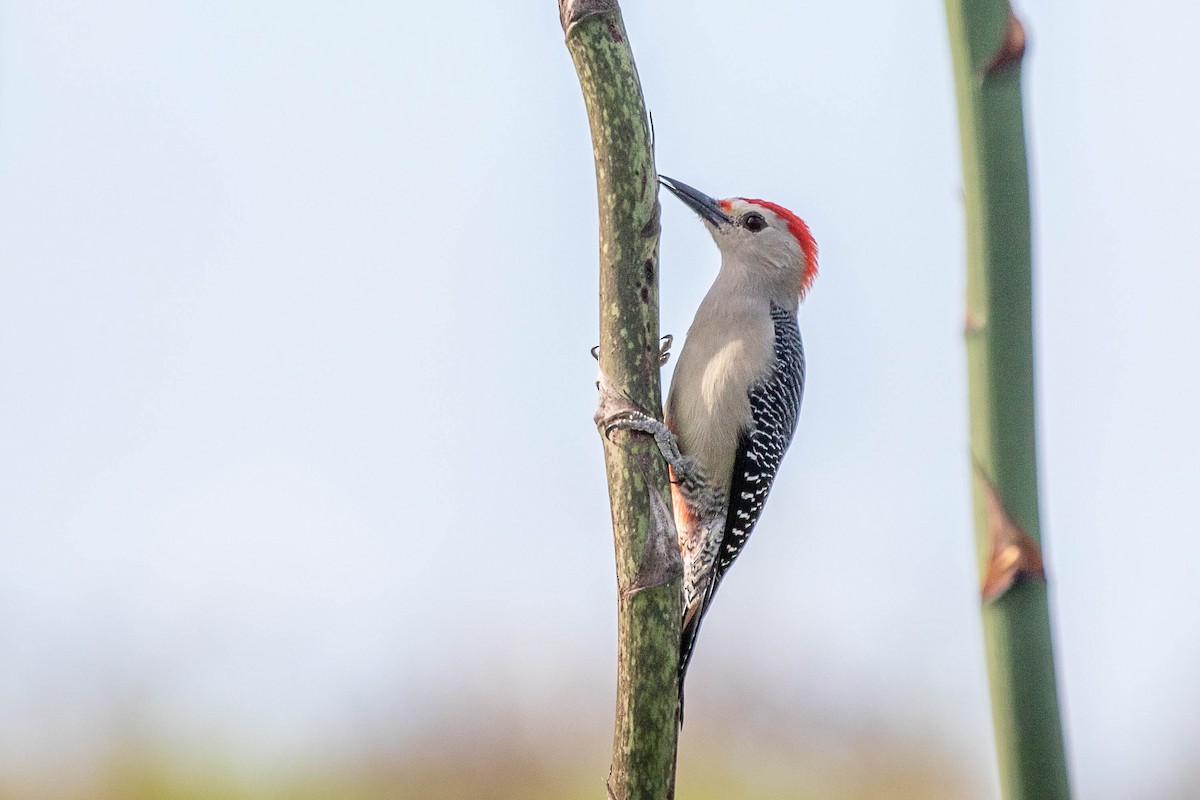 Golden-fronted Woodpecker (Velasquez's) - ML395374011
