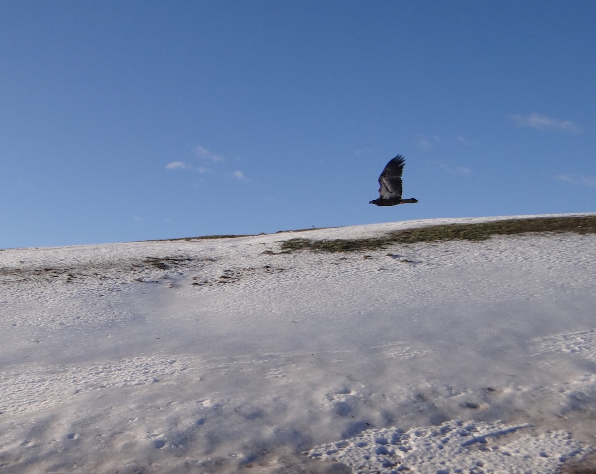 Bald Eagle - ML395375401