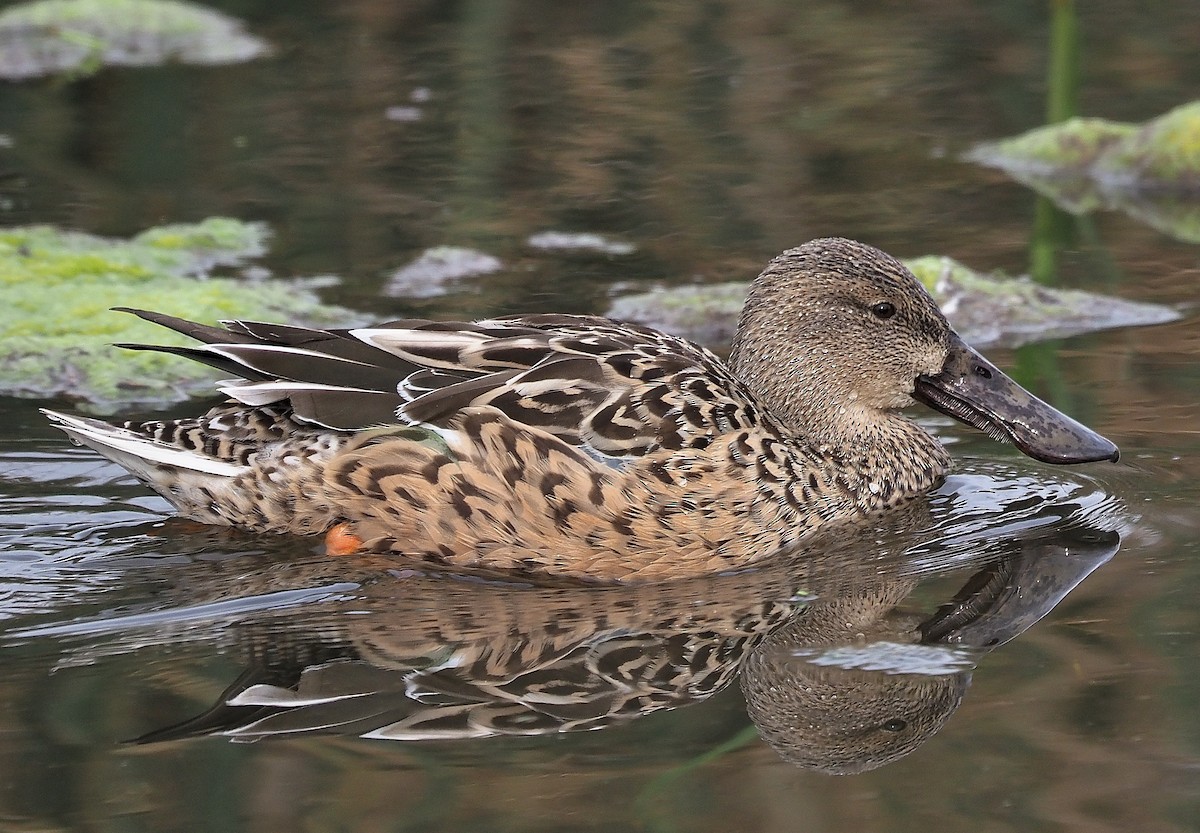 Northern Shoveler - ML395376401