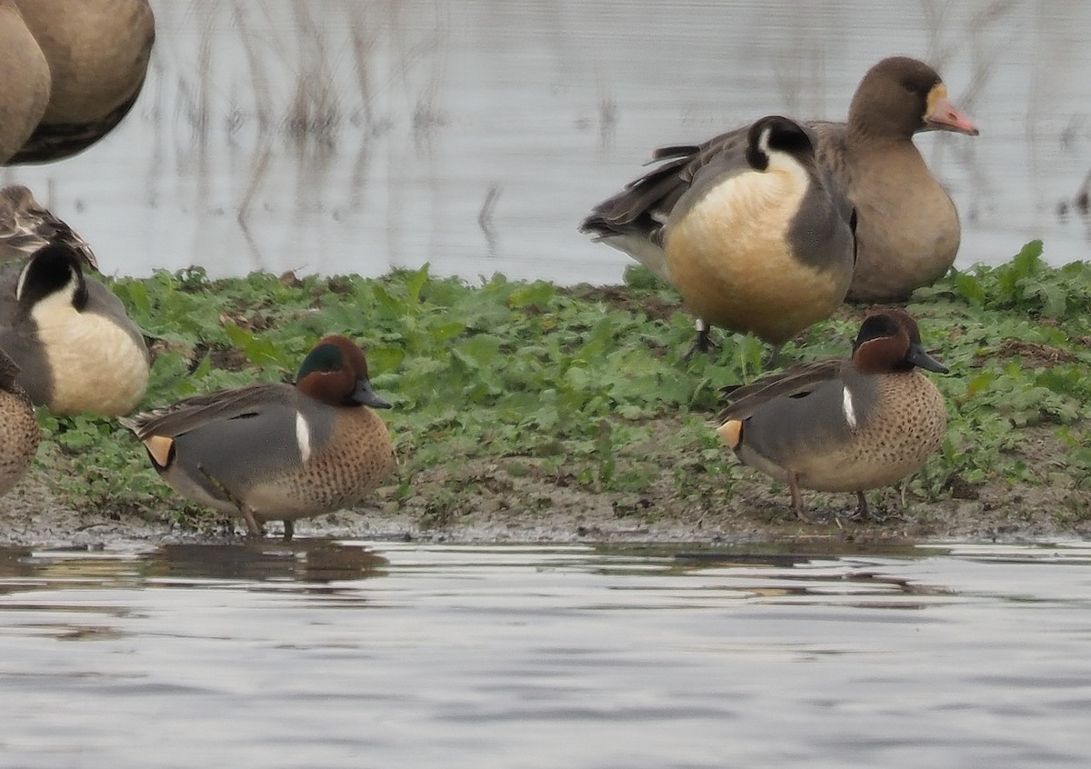 Green-winged Teal - ML395376641