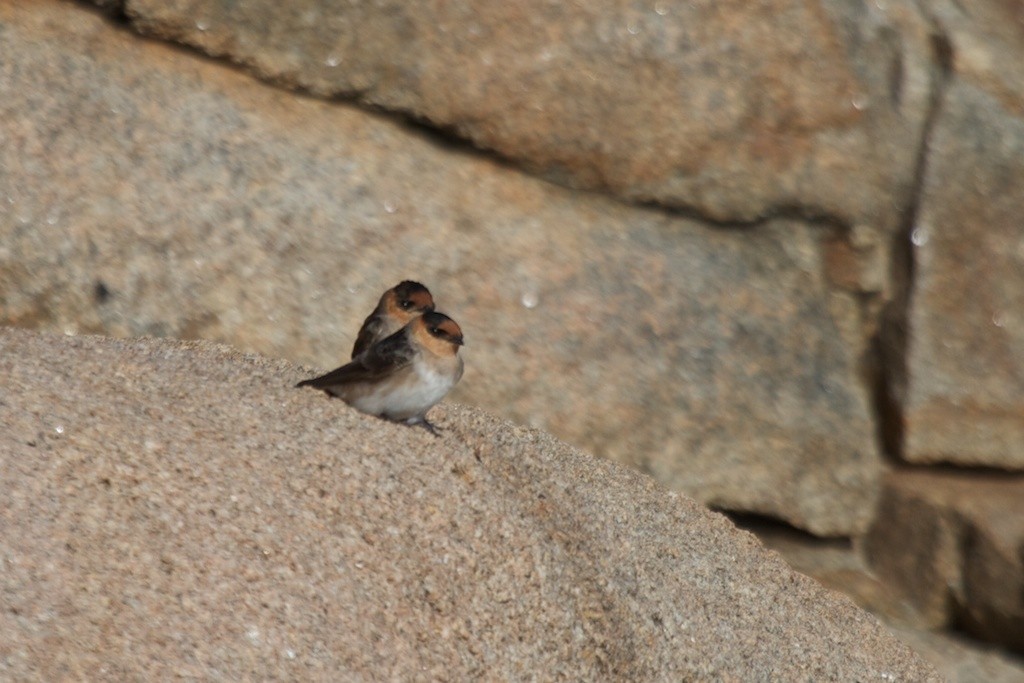 Cave Swallow (Texas) - ML39537701