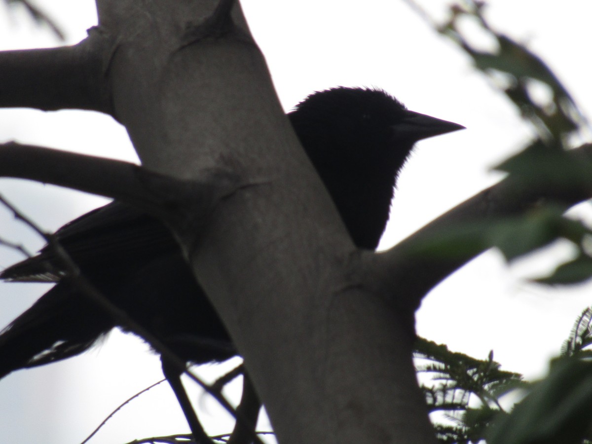 Austral Blackbird - Pablo Fishwick Mella