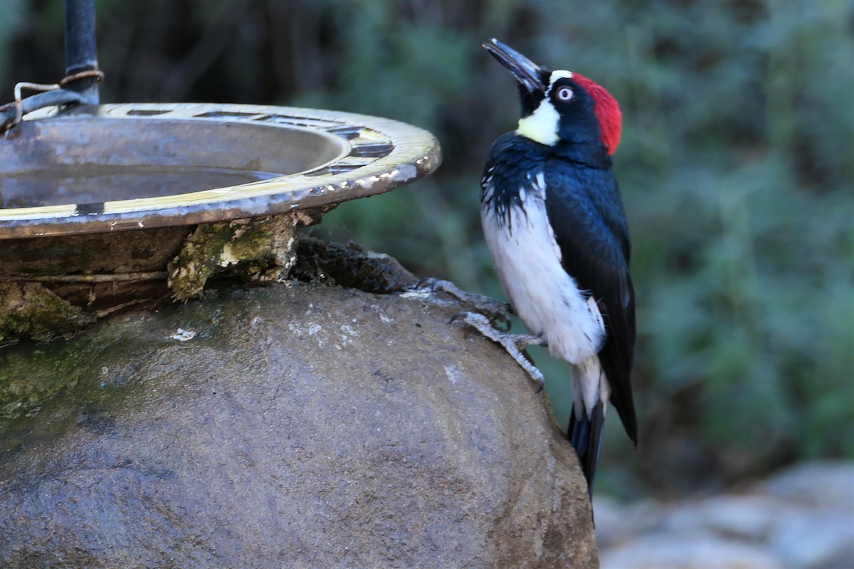 Acorn Woodpecker - ML395381051