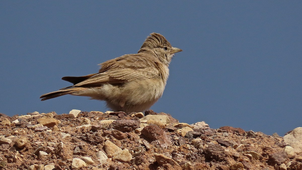 Desert Lark - ML395382641