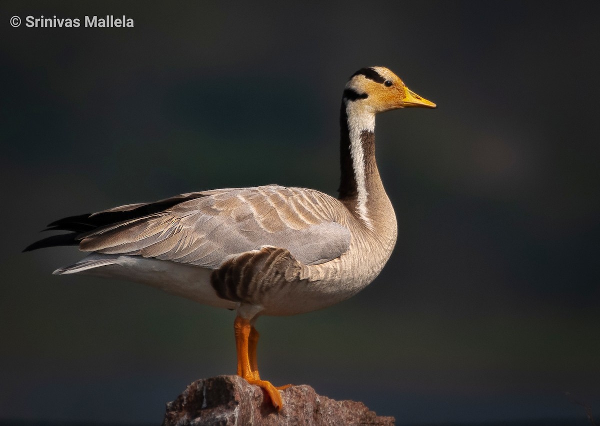 Bar-headed Goose - ML395383141