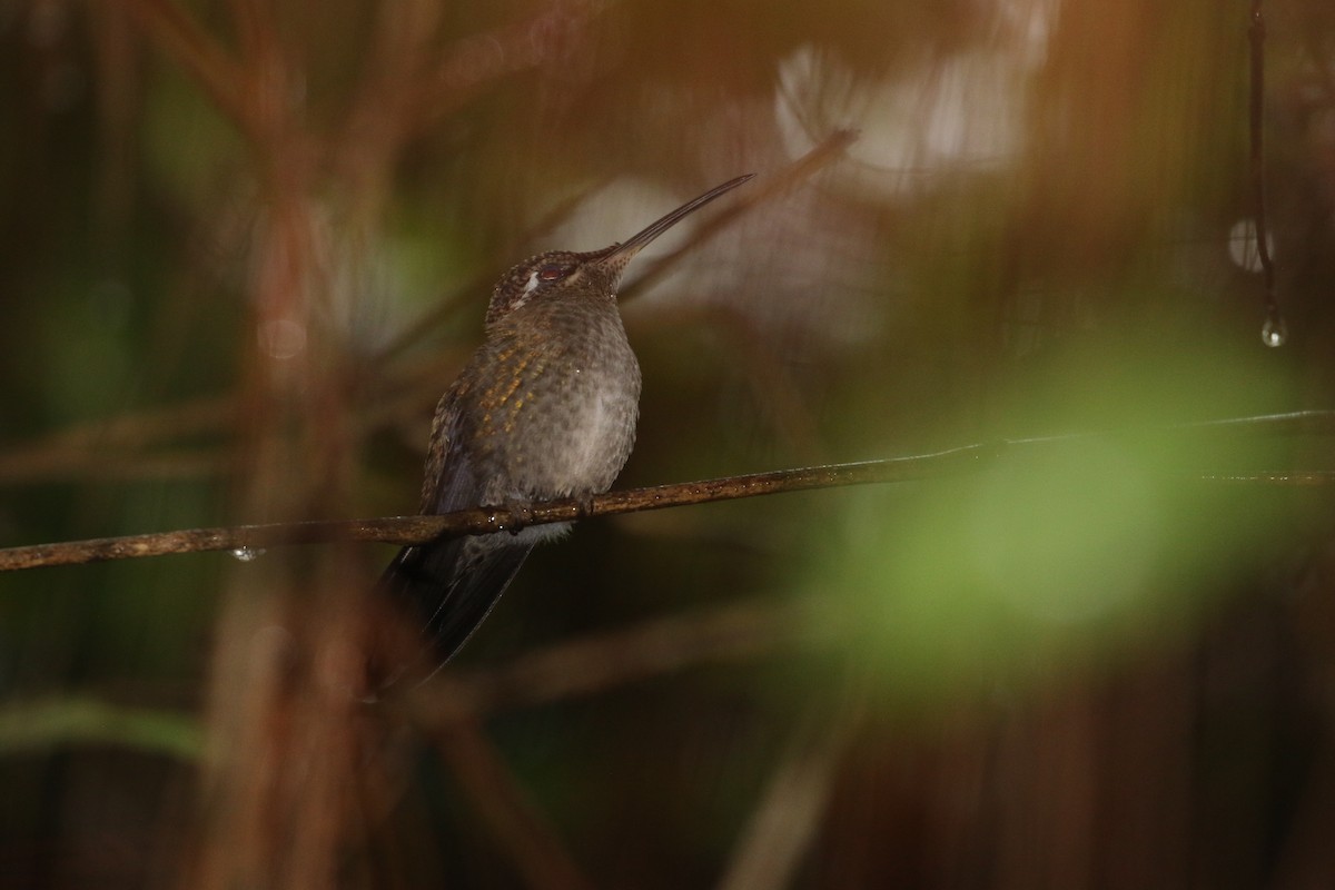 Rivoli's Hummingbird - ML395385231