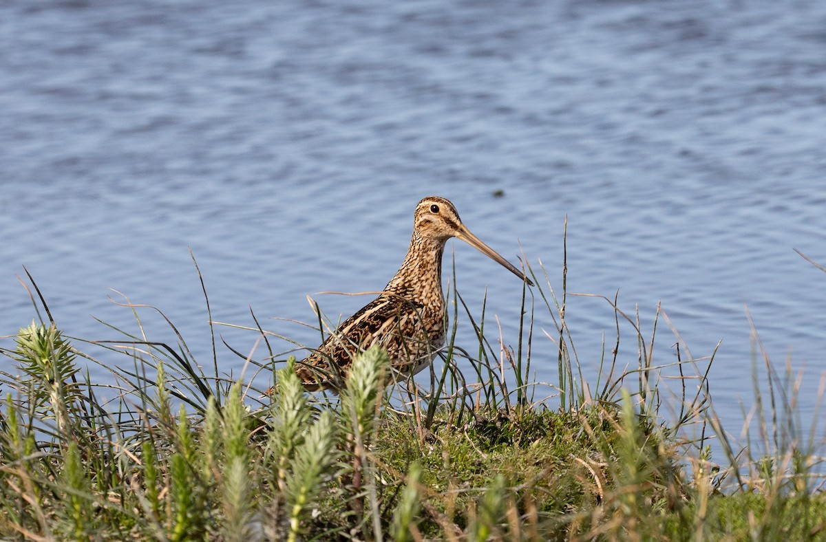 Magellanic Snipe - ML395385471