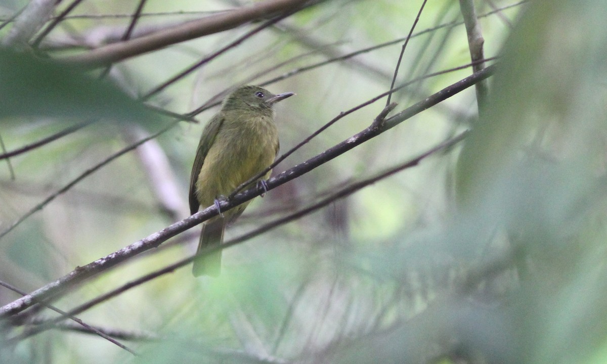 Ochre-bellied Flycatcher - ML39538571