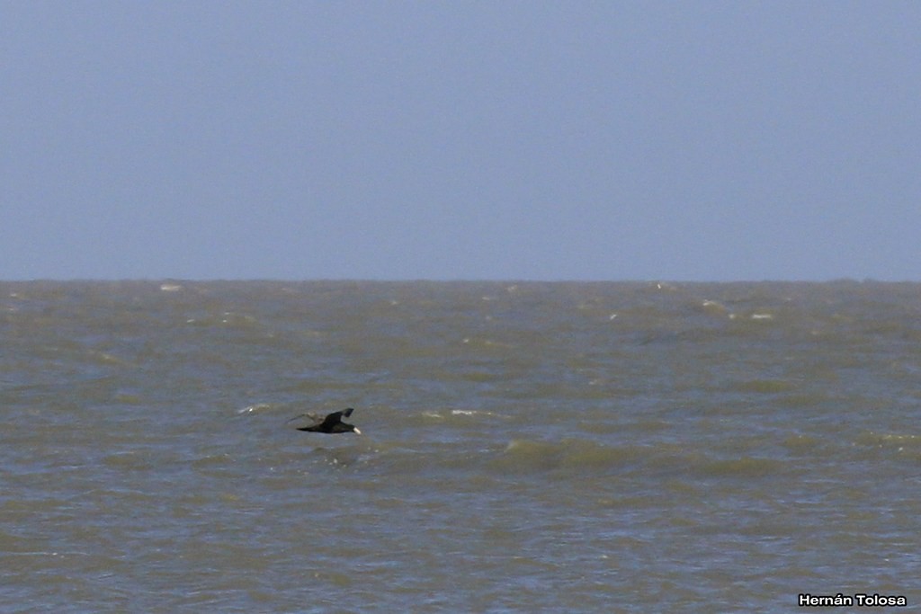 Southern Giant-Petrel - ML39538631