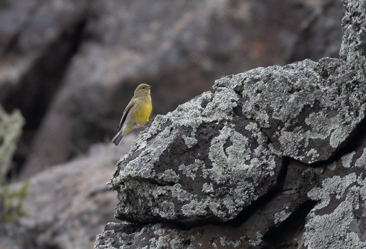 Patagonian Yellow-Finch - ML395387061