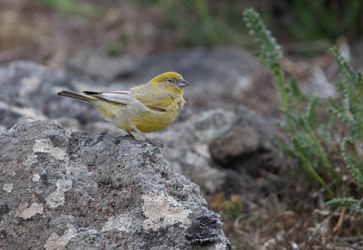 Patagonian Yellow-Finch - ML395387071