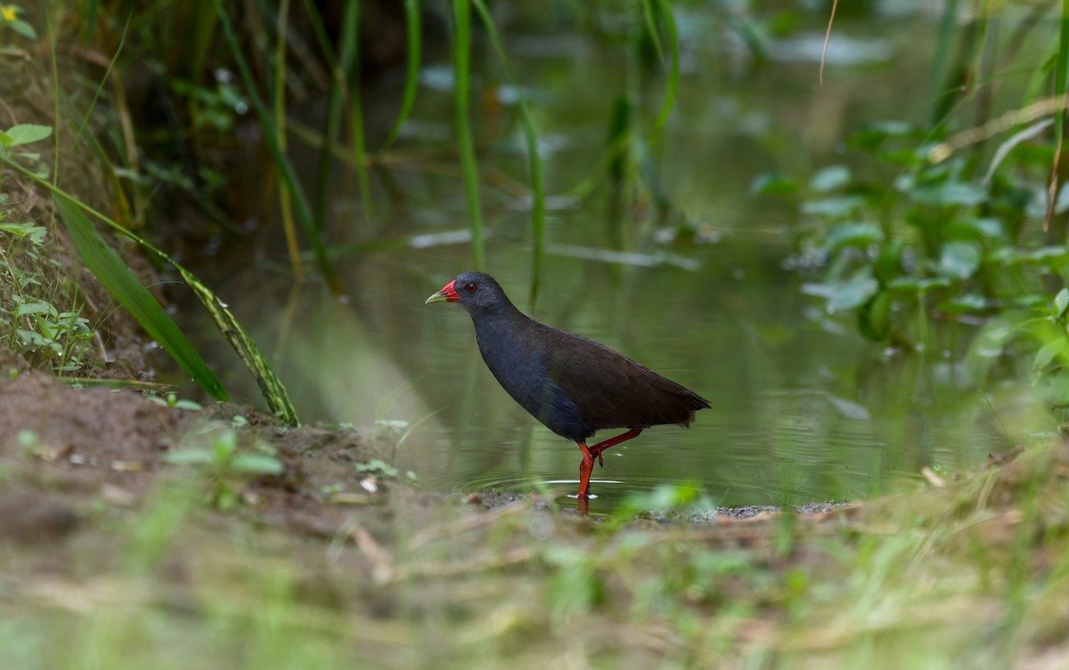 Paint-billed Crake - ML395387921