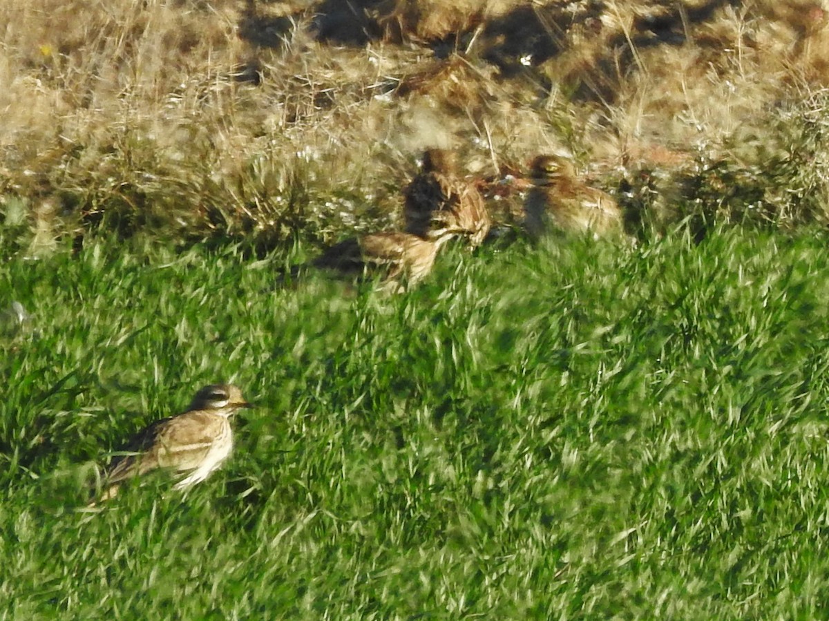 Eurasian Thick-knee - ML395388171