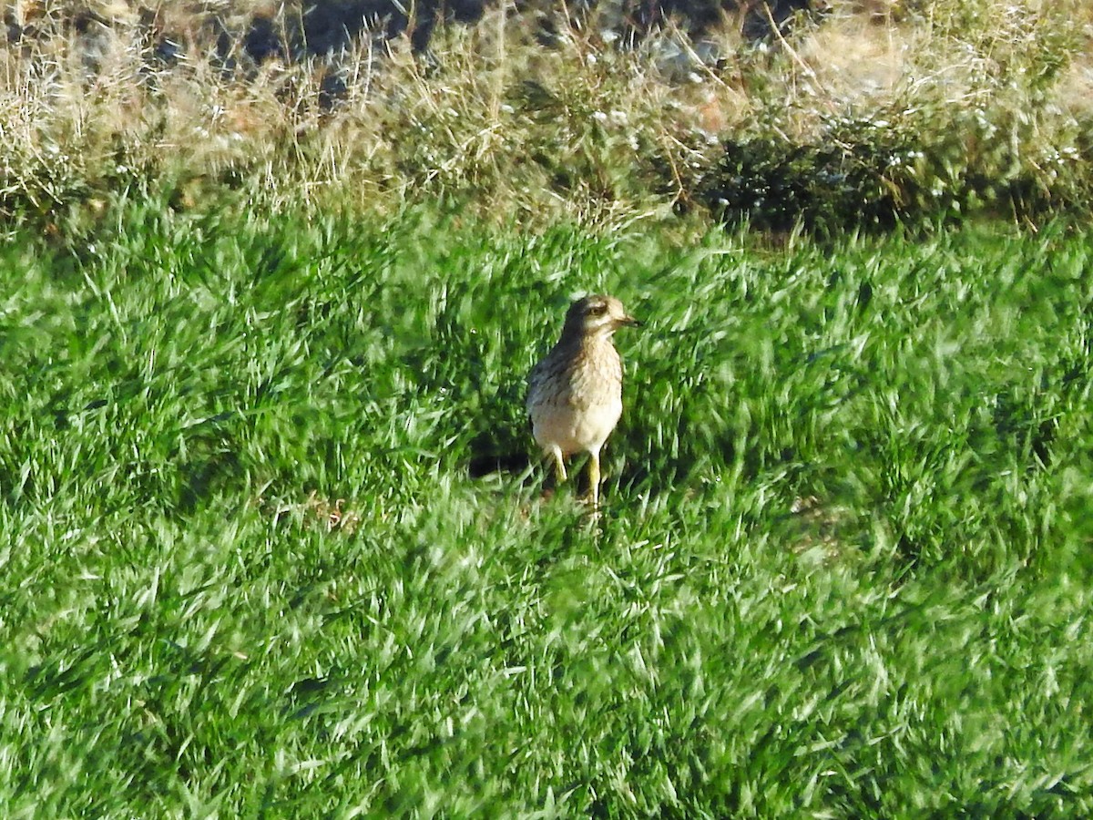 Eurasian Thick-knee - ML395388191