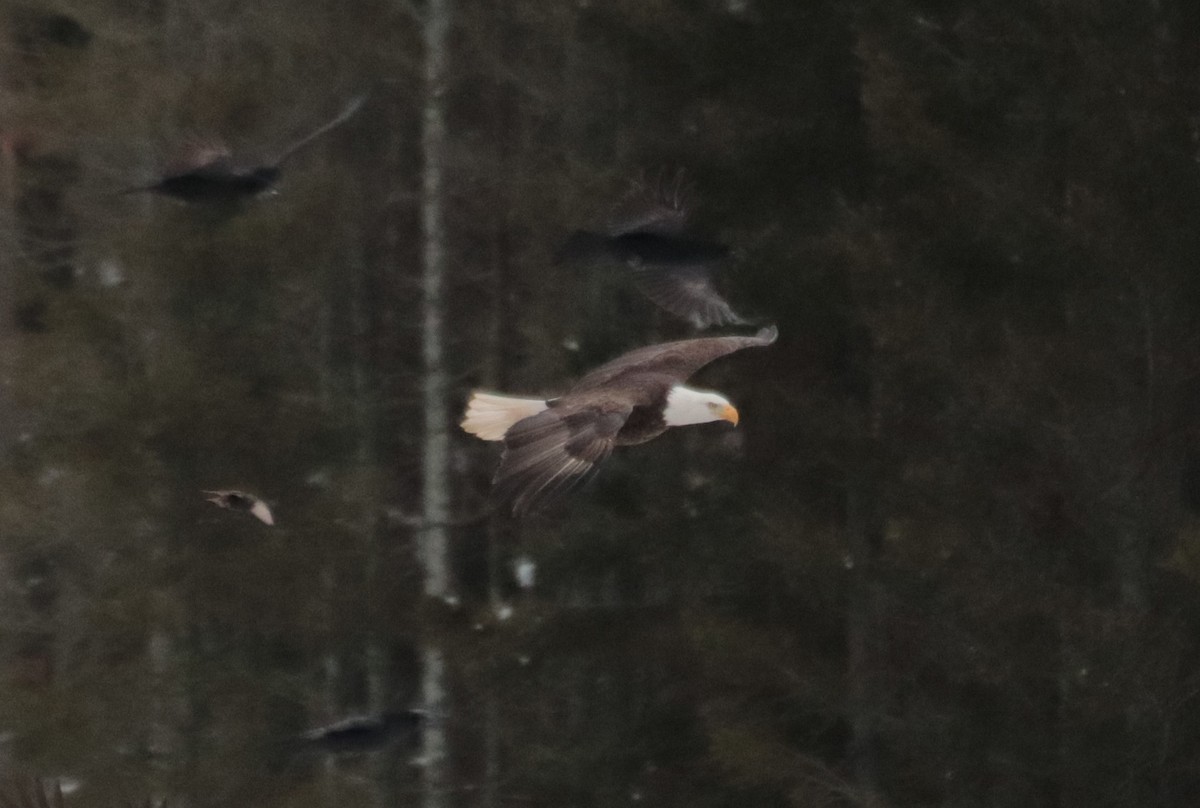 Weißkopf-Seeadler - ML395388341