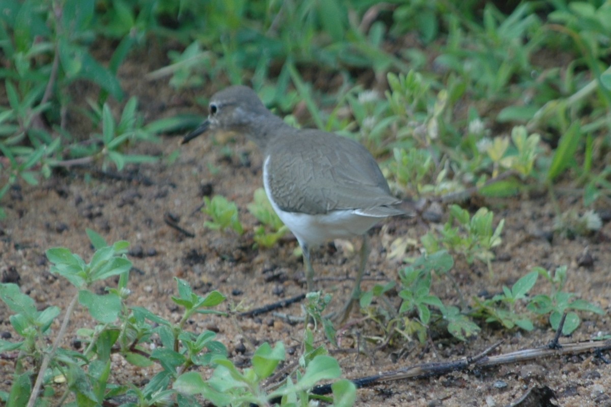 Common Sandpiper - Cathy Pasterczyk