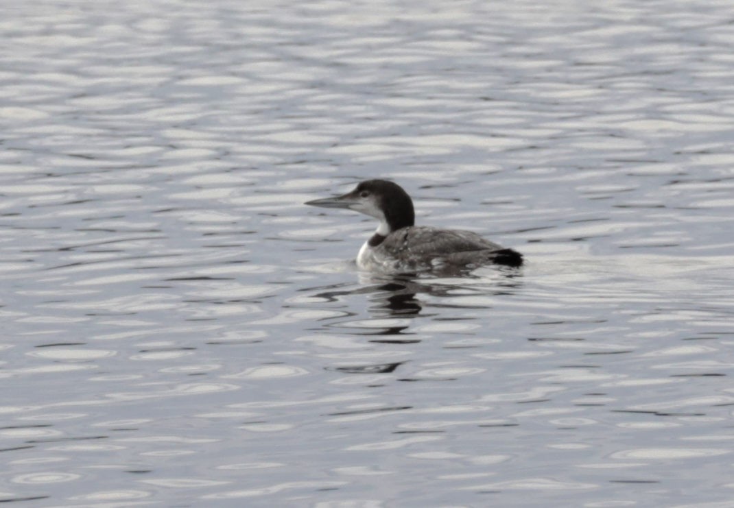 Plongeon huard - ML395391371