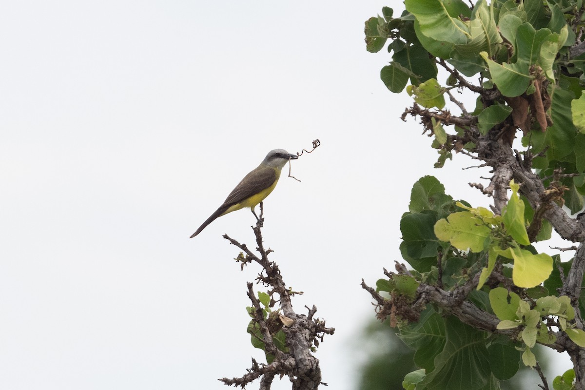 White-throated Kingbird - ML395391441