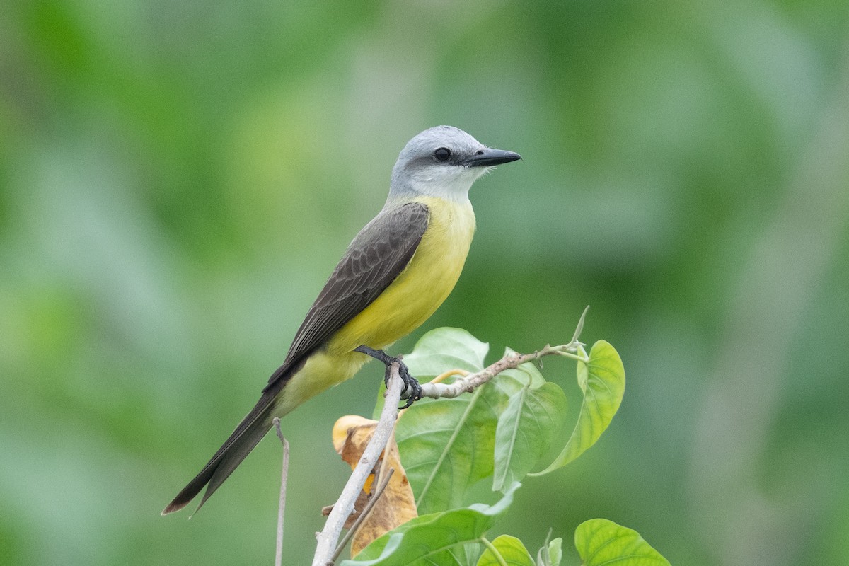 White-throated Kingbird - ML395391671