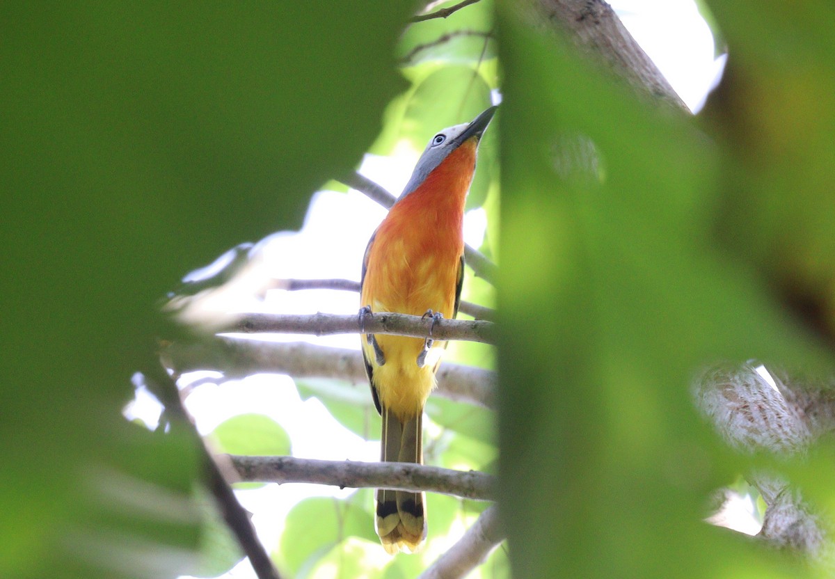 Fiery-breasted Bushshrike - ML395392101