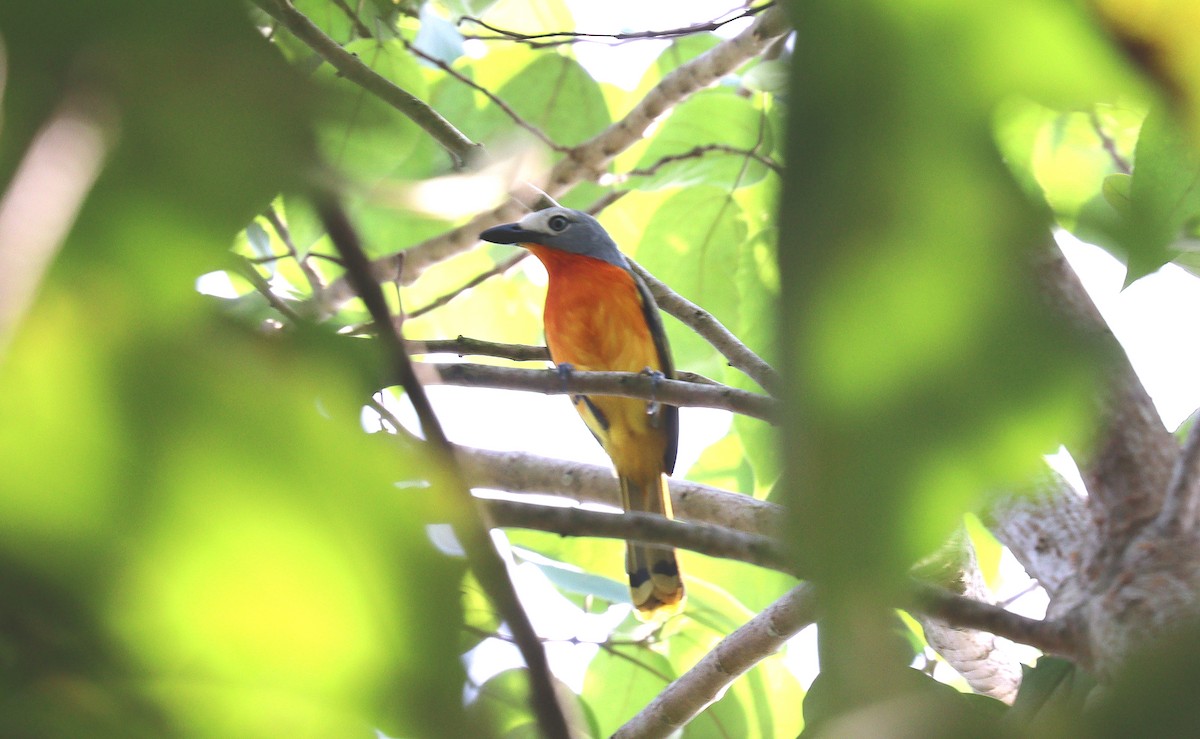 Fiery-breasted Bushshrike - Wayne Paes