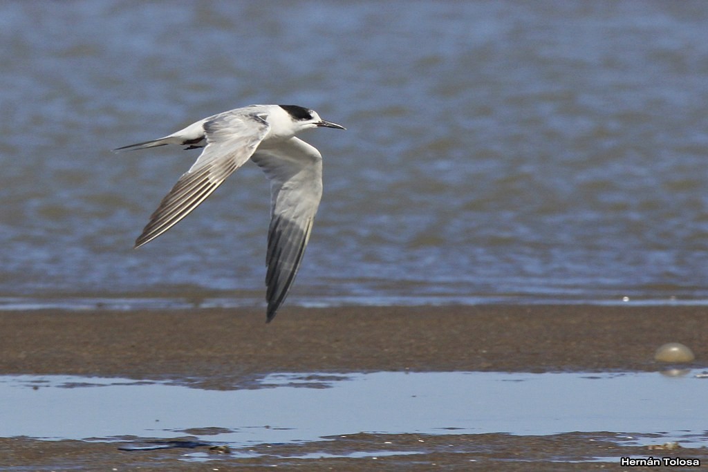 Common Tern - ML39539291