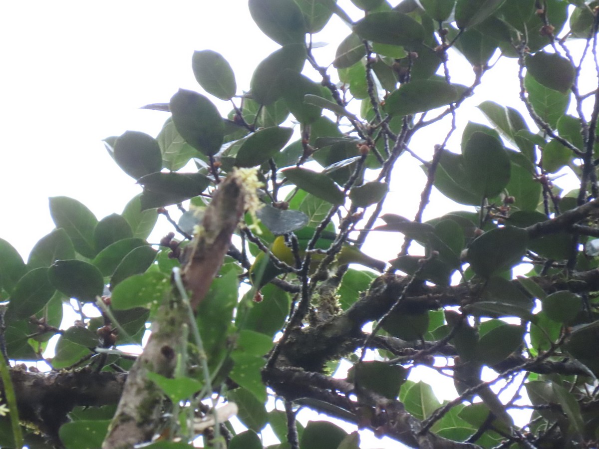 Golden-browed Chlorophonia - Rogney Germeind Quibilan (Birdwatchers507) @Natyciencia507